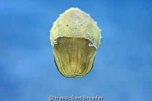 Sephia Cuttlefish
Eyes
www.bunakenhans.com
Bunaken, Su... by Hans-Gert Broeder 